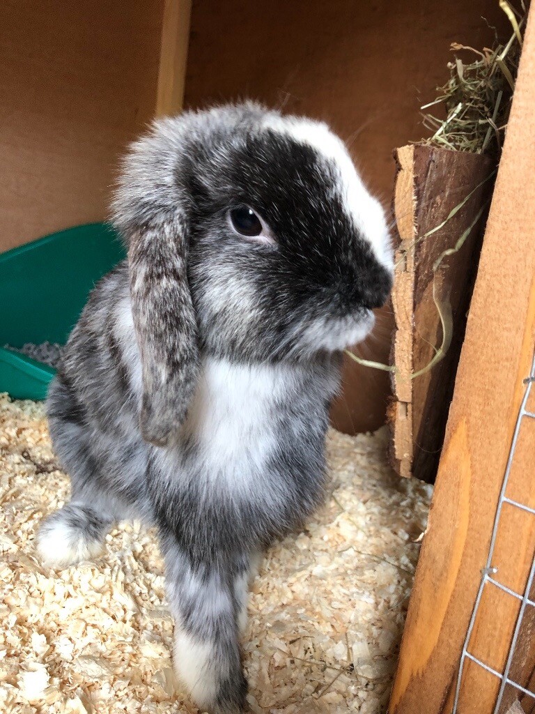 mini lop pets at home